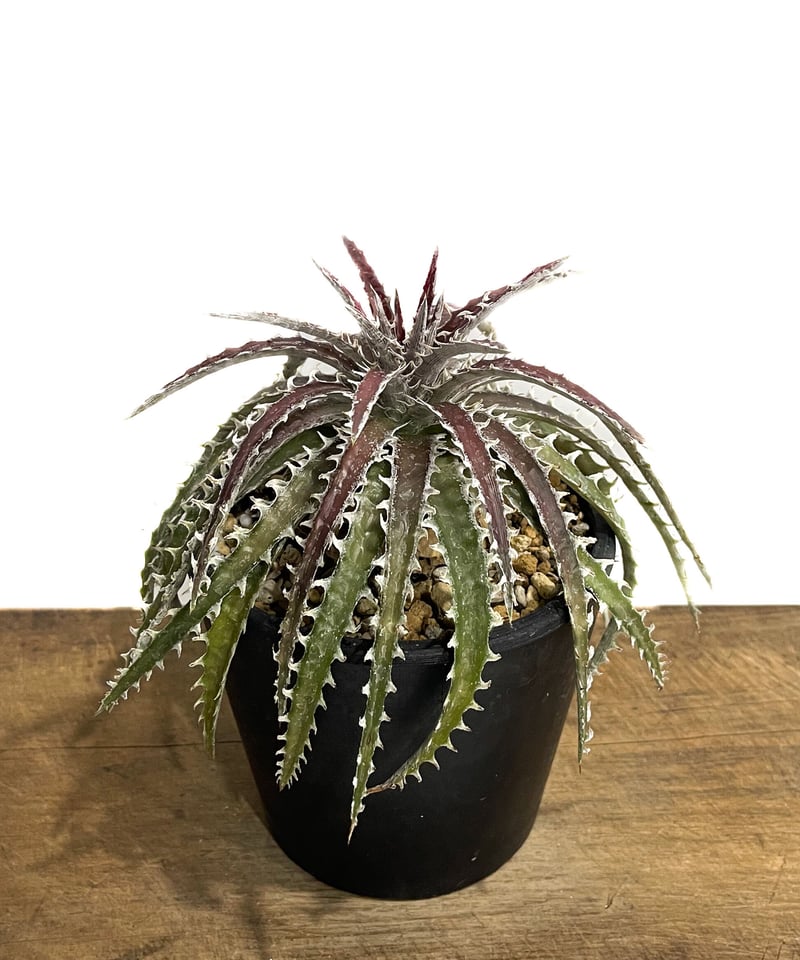 ディッキア ズゴック ハイブリッド「Dyckia Z'gok hybrid」 11E ディッキア ズゴック ハイブリッド「Dyckia Z'gok hybrid」 11E
