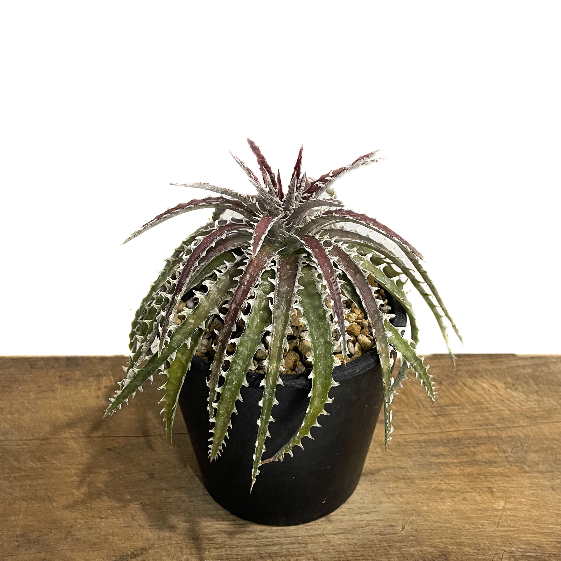 ディッキア ズゴック ハイブリッド「Dyckia Z'gok hybrid」 11E-2 |