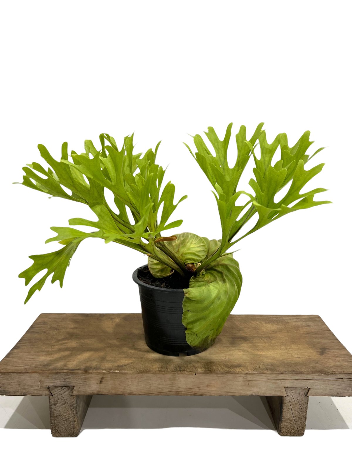 ビカクシダ リドレイ(by ヌクル) 「Platycerium ridleyi (by Nuk