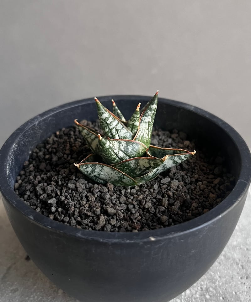 サンスベリア Sansevieria Nillapat サンセベリア ニラパット(ドワーフ) 「Sansevieria Nilaphat (by