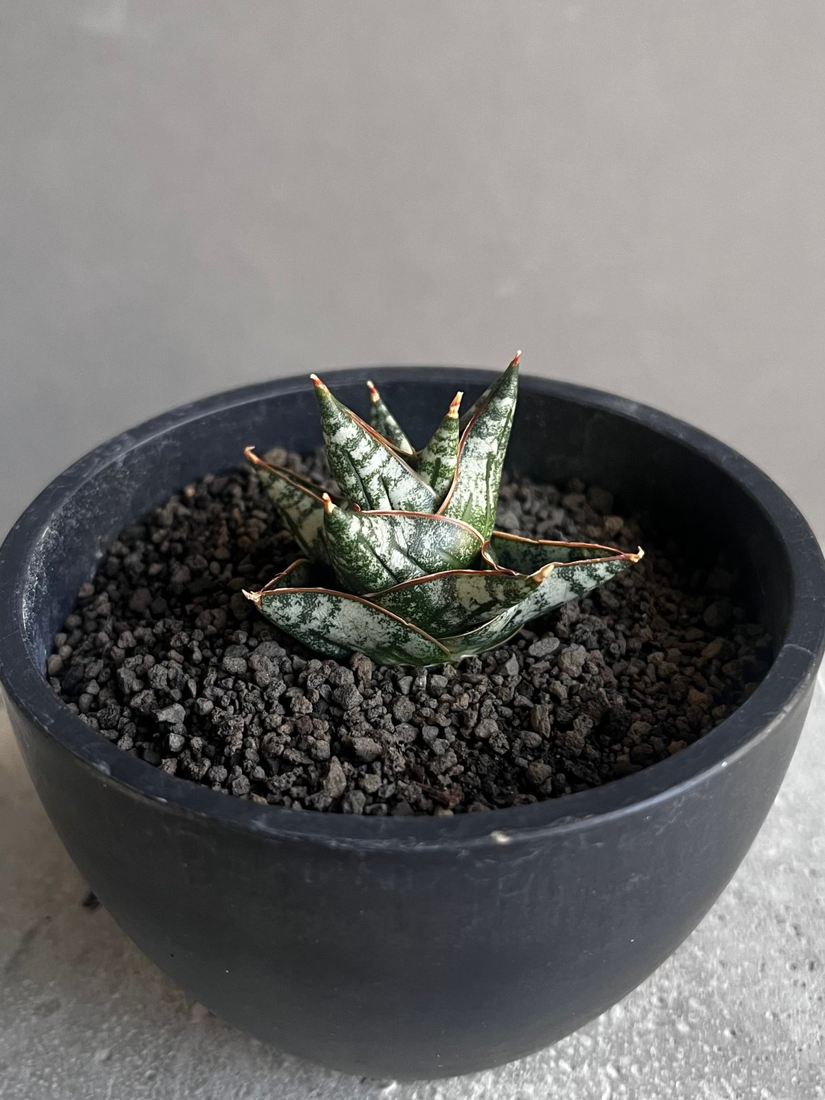 サンセベリア ニラパット(ドワーフ) 「Sansevieria Nilaphat (by Un