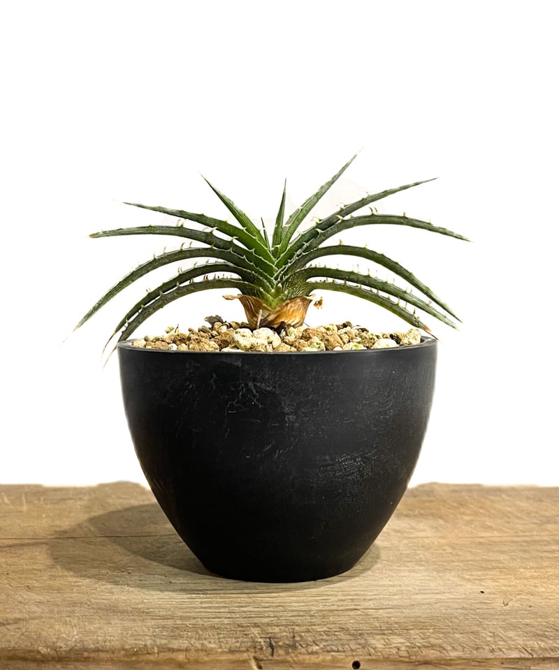 ディッキア スマイル (ドワーフ タイプ ハイブリッド)「Dyckia