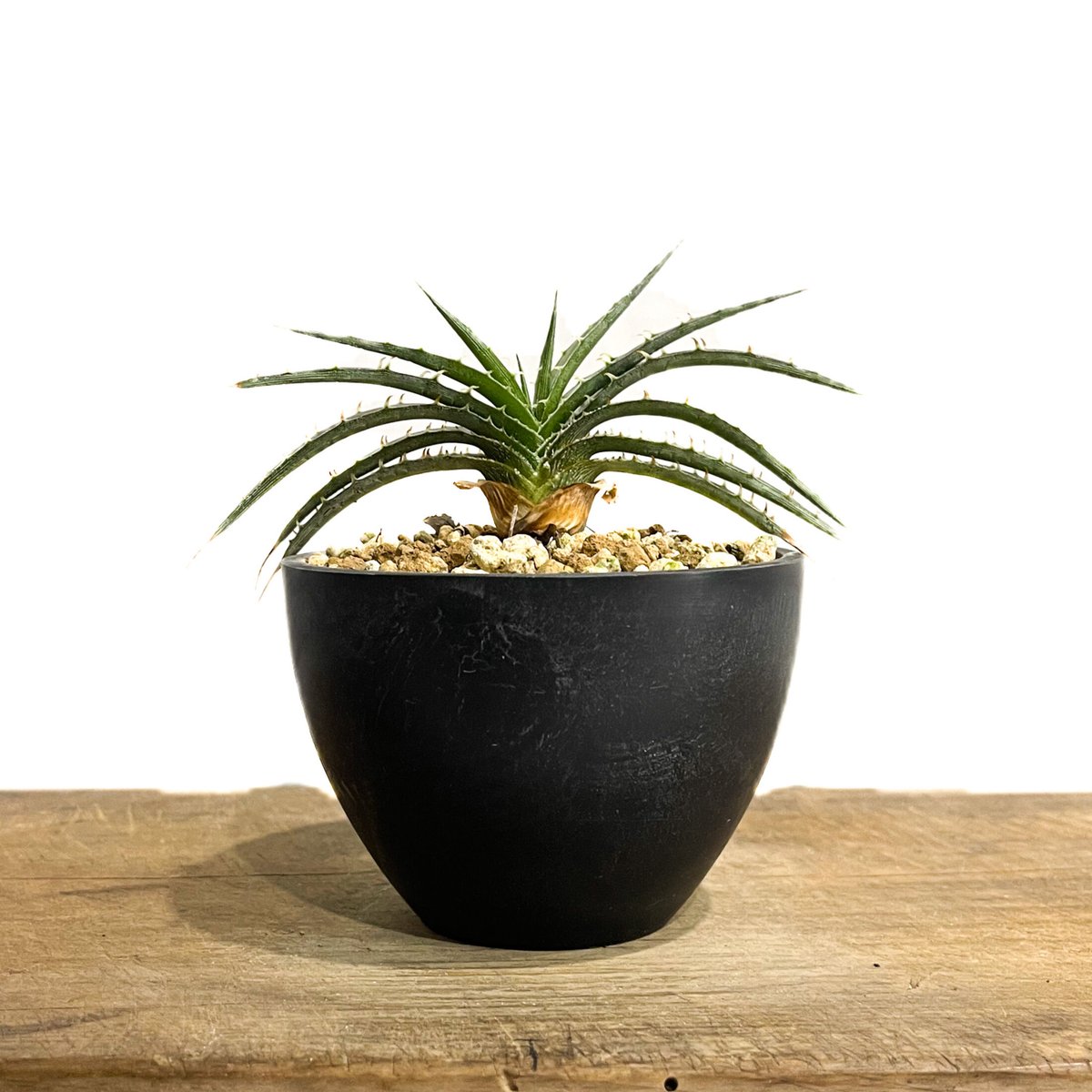 ディッキア スマイル (ドワーフ タイプ ハイブリッド)「Dyckia Smile