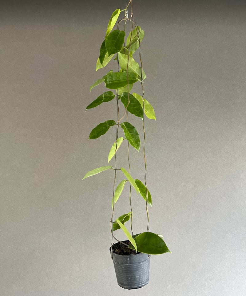 ブティさん専用 ＊Hoya ＊ ホヤ ＊ インフラータ ブティさん専用 ＊Hoya ＊ ホヤ ＊ インフラータ