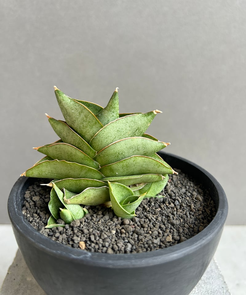 サンスベリア Sansevieria Sanruk サンセベリア サン ラック 「Sansevieria San Luk」31G | SHOUCH