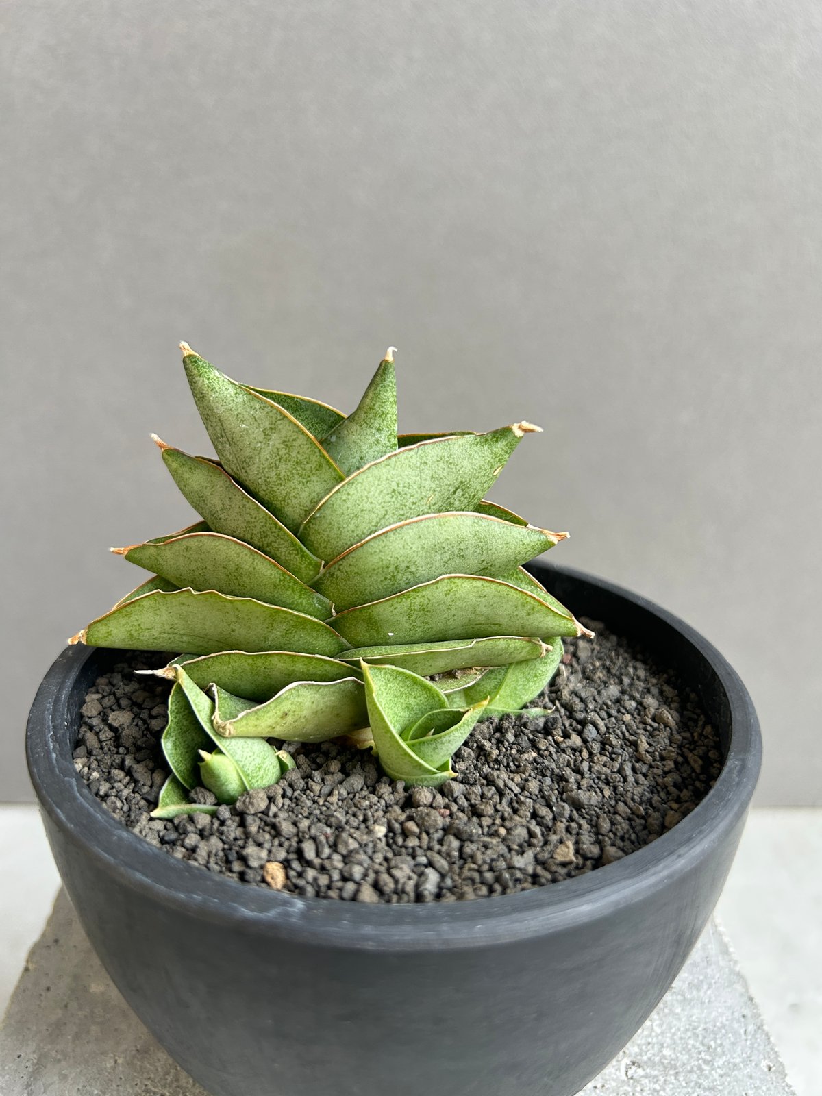 EMP サンセベリア Ruka ルカ / SA321 EMP サンセベリア Ruka ルカ / SA321 EMP サンセベリア Ruka ルカ / SA321