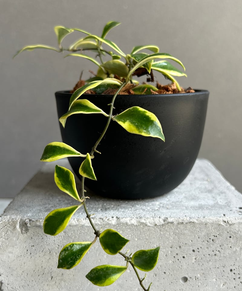 Hoya polyneura albomarginata レア　ネコポス IMG_2617.jpg?v=1727227213&