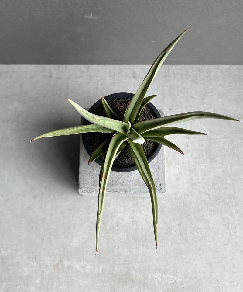サンセベリア バイ-ビッド 「Sansevieria Bi-Bid (by Unyamanee
