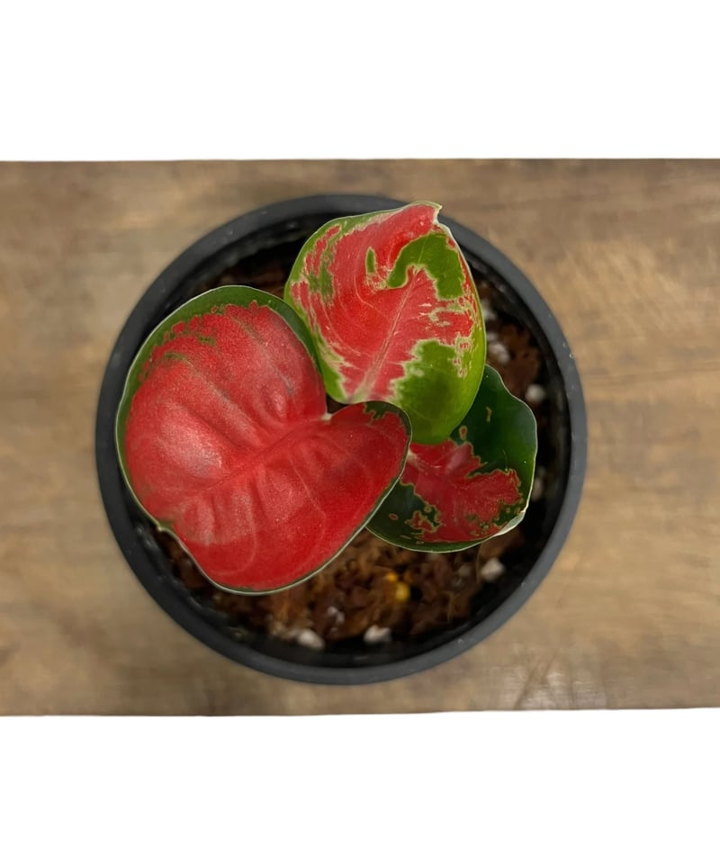 アグラオネマ ゾニラ (赤の強いタイプ) 1株 アグラオネマ ゾニラ 1株 アグラオネマ ゾニラ (赤の強いタイプ) 1株