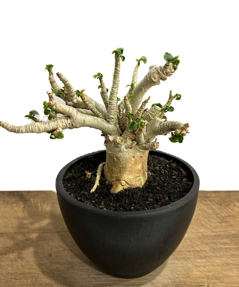 アデニウム D.H.A (獅子葉)「Adenium D.H.A (Dorset Horn Ad アデニウム D.H.A (獅子葉)「Adenium D.H.A (Dorset Horn Ad