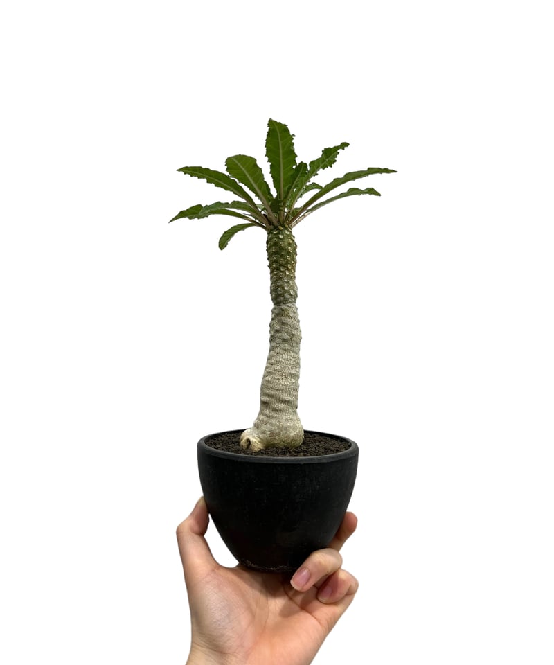ドルステニア ラブラニー x ホルウッディ 「Dorstenia lavrani x ドルステニア ラブラニー x ホルウッディ 「Dorstenia lavrani x