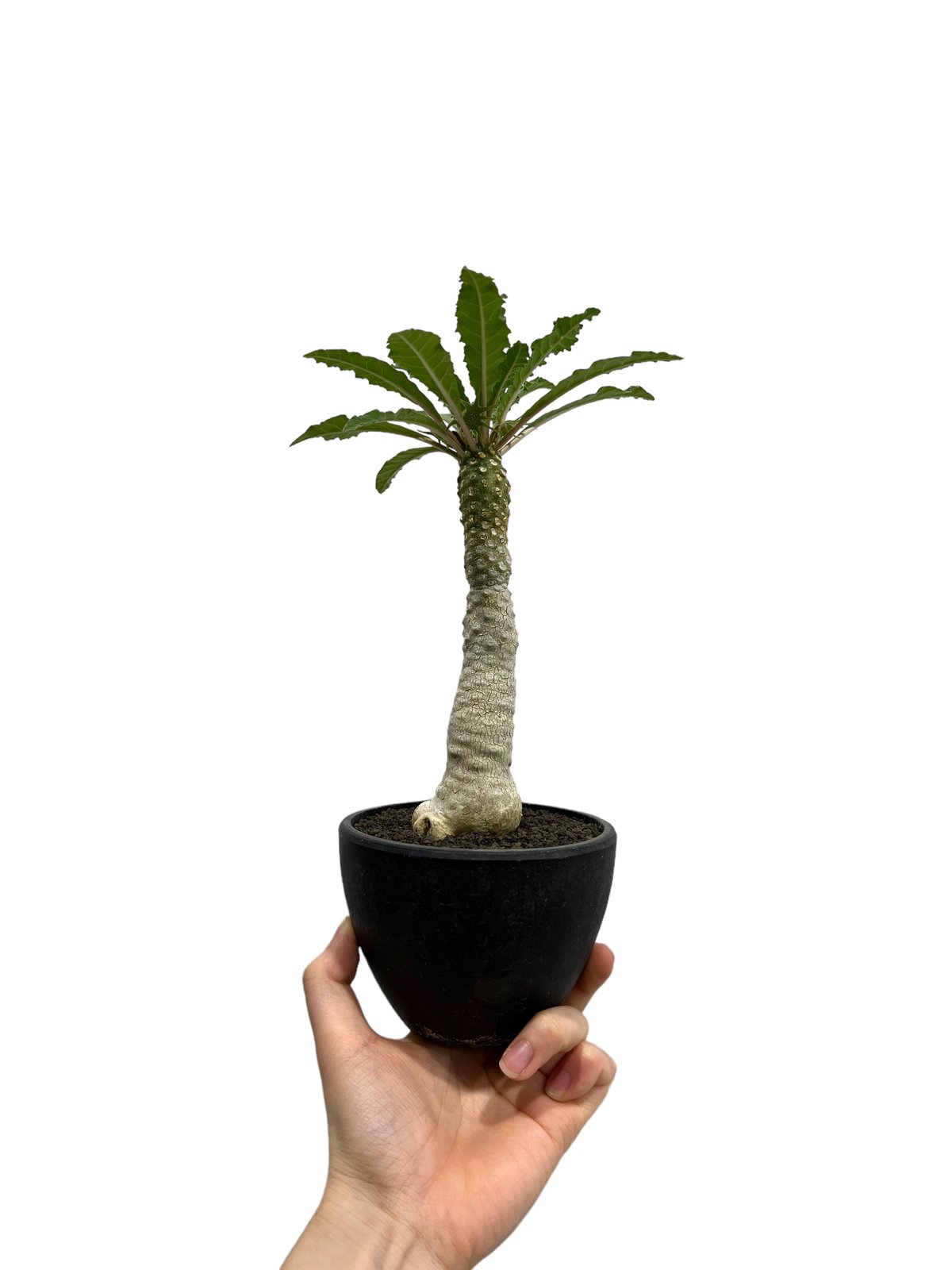 きめちゃん　ドルステニア　ラブラニー×ホルウッディODDROOTS管理株 きめちゃん ドルステニア ラブラニー×ホルウッディODDROOTS管理株 きめ