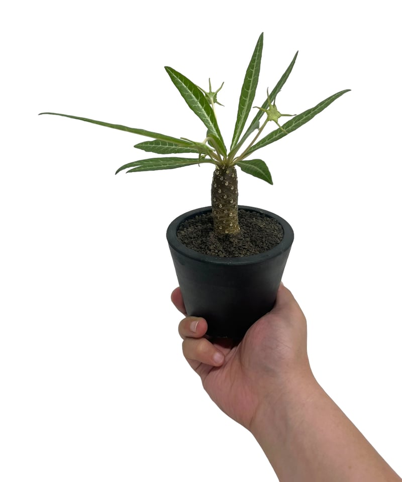 ドルステニア ランキフォリア (実生苗)「 Dorstenia crispa var.lanc