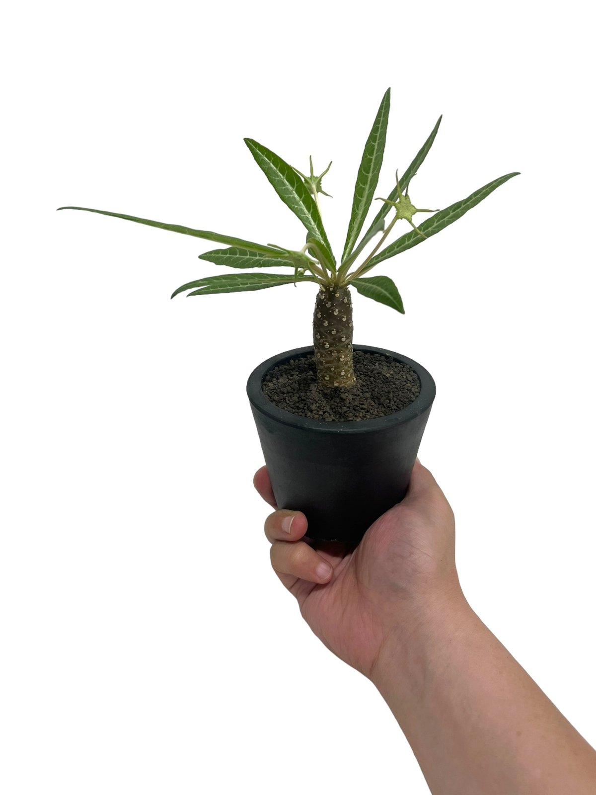 ドルステニア ランキフォリア (実生苗)「 Dorstenia crispa var
