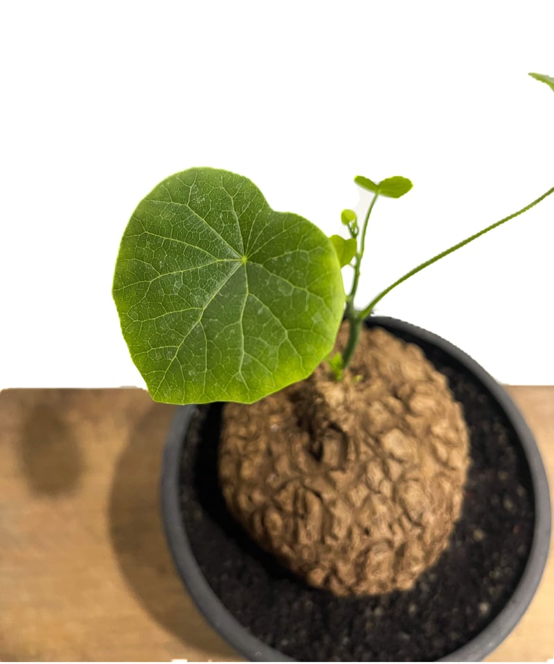 ステファニア スベローサ ”選抜個体” 「Stephania suberosa」4/3-254