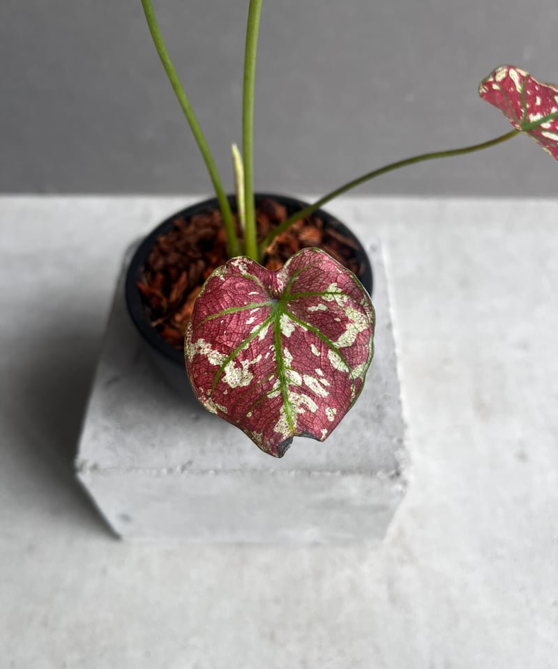 カラジウム レッド ベレット Caladium Red Beret子株 カラジウム レッド ベレット Caladium Red Beret子株