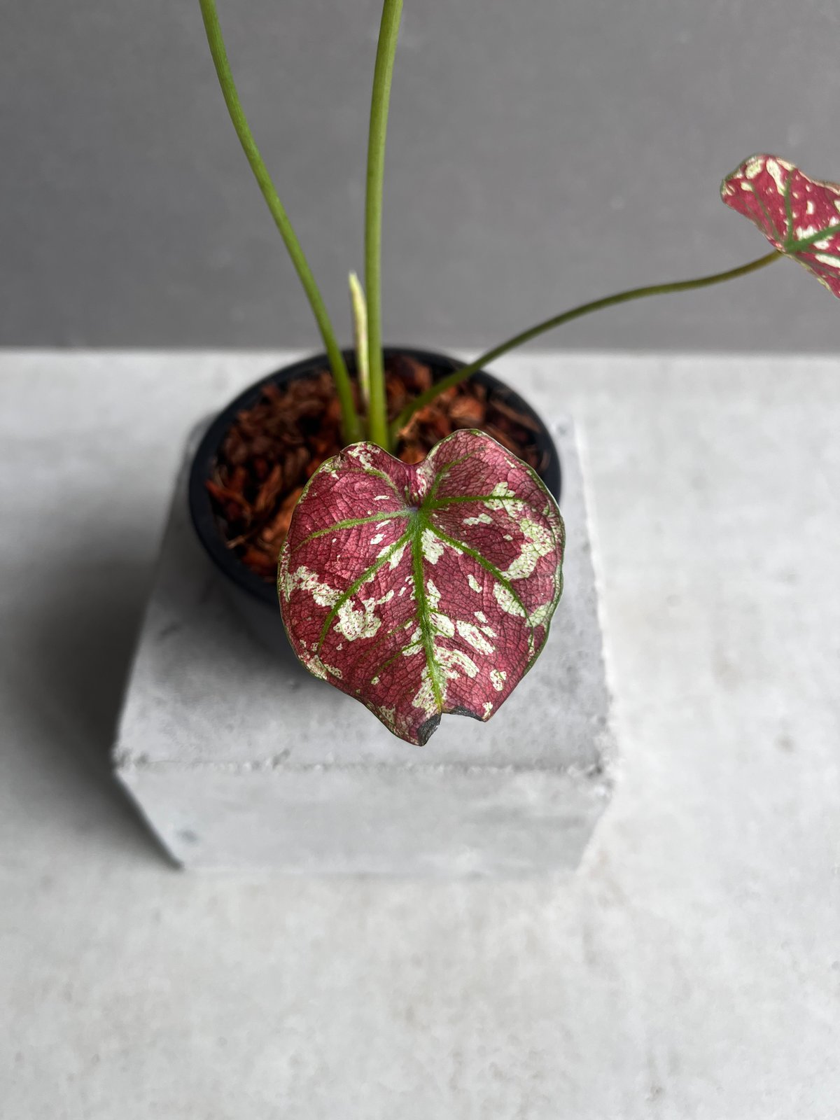 カラジューム ハイブリッド “レッド インパルス” 「Caladium