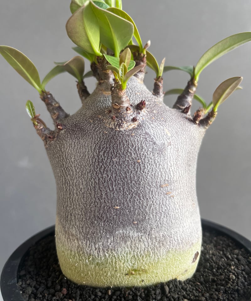 アデニウム アラビカム スーパー ドワーフ “ブラック” 「Adenium