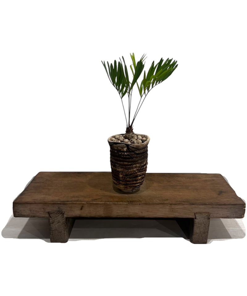 ザミア + plantsmonsters pot 「Zamia 」75V | SHOUCHIKUEN