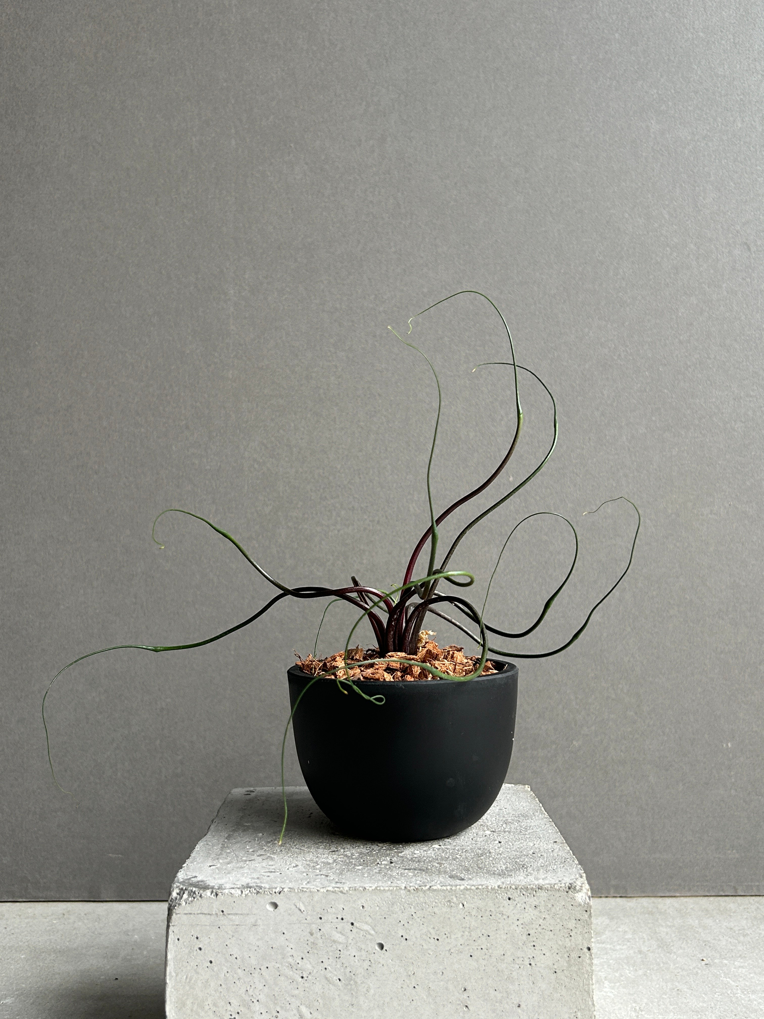 アロカシア フライングスクイード 観葉植物 熱帯植物 Alocasia original