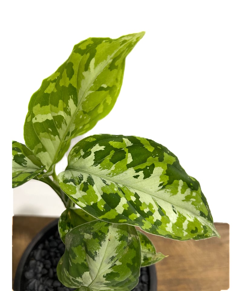 アグラオネマ ピクタム トリカラー「Aglaonema pictum tricolor アグラオネマ ピクタム トリカラー「Aglaonema pictum tricolor