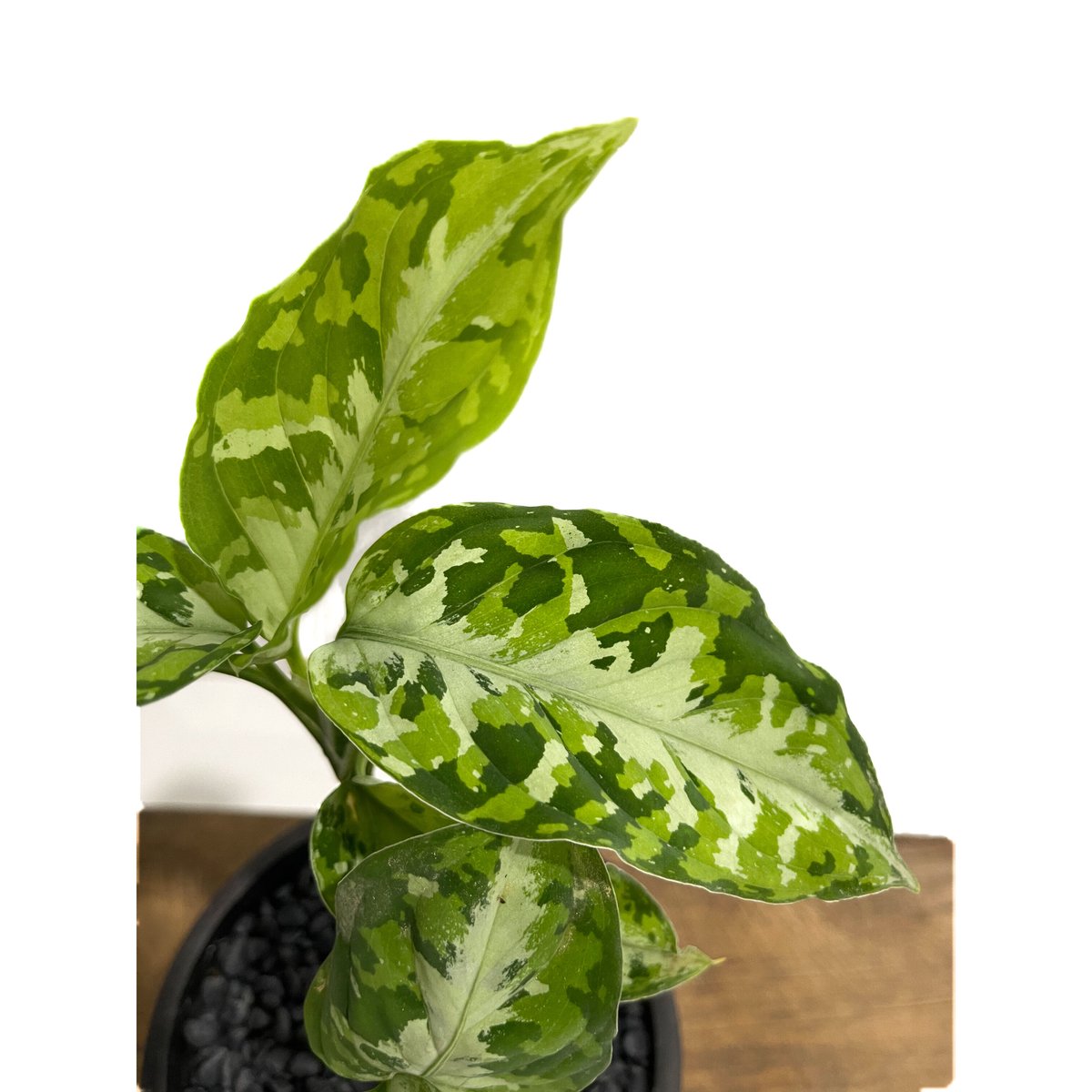 アグラオネマ ピクタム トリカラー「Aglaonema pictum tricolor」1/1