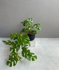 サンセベリア ES849 サンセベリア ES.849 斑入「Sansevieria ES