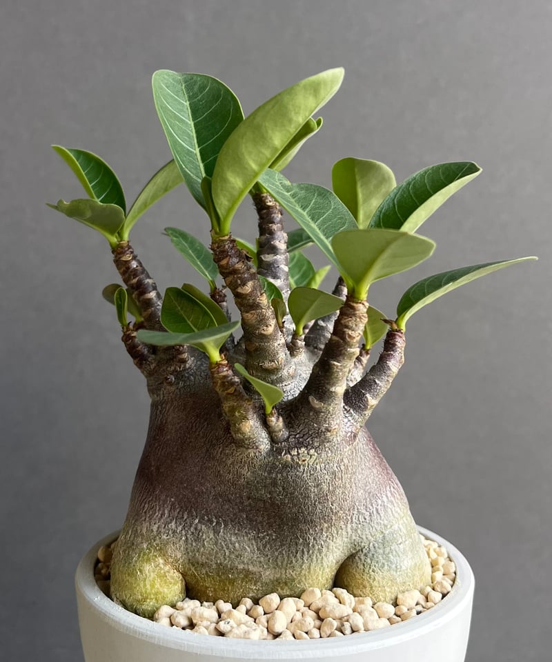 アデニウム アラビカム スーパー ドワーフ “ブラック” 「Adenium