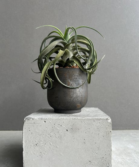 趣深く。。山採りアセビ。 11009Q741101009001?$VS_1500$