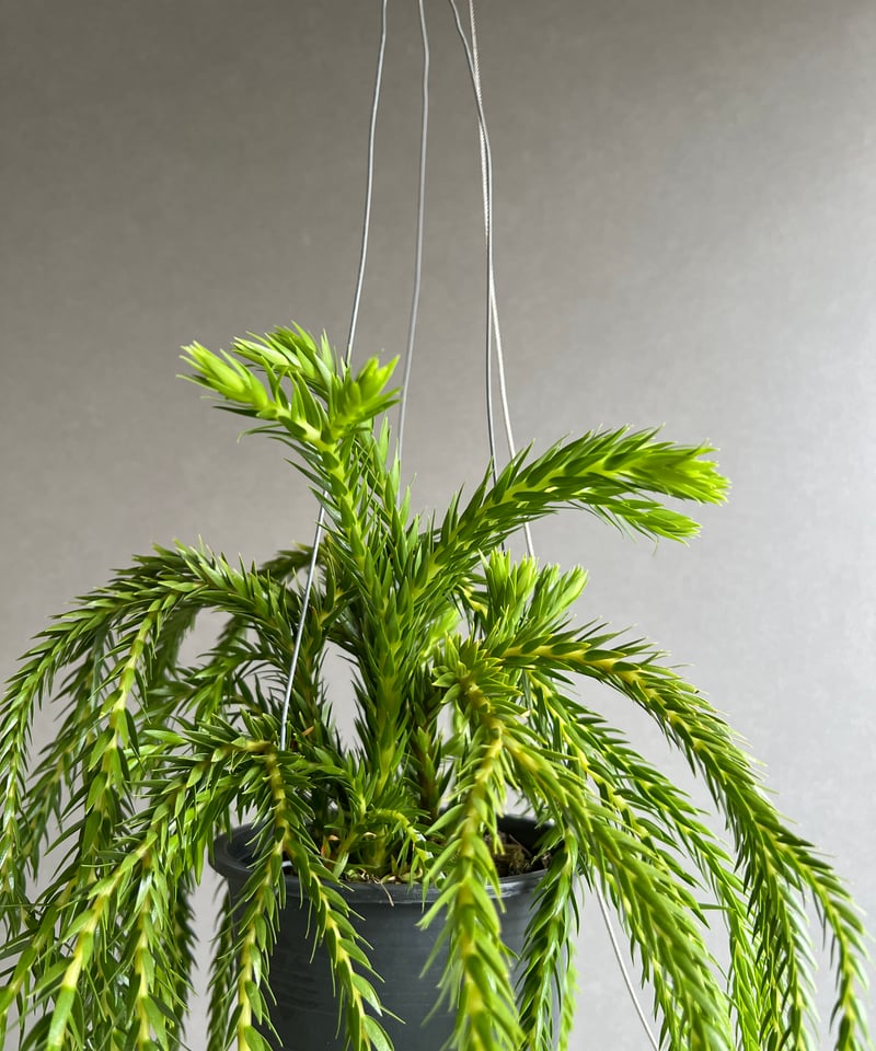 逆さポット植えです！フペルジア『phlegmaria』2番 逆さポット植えです！フペルジア『phlegmaria』3番 | Planet