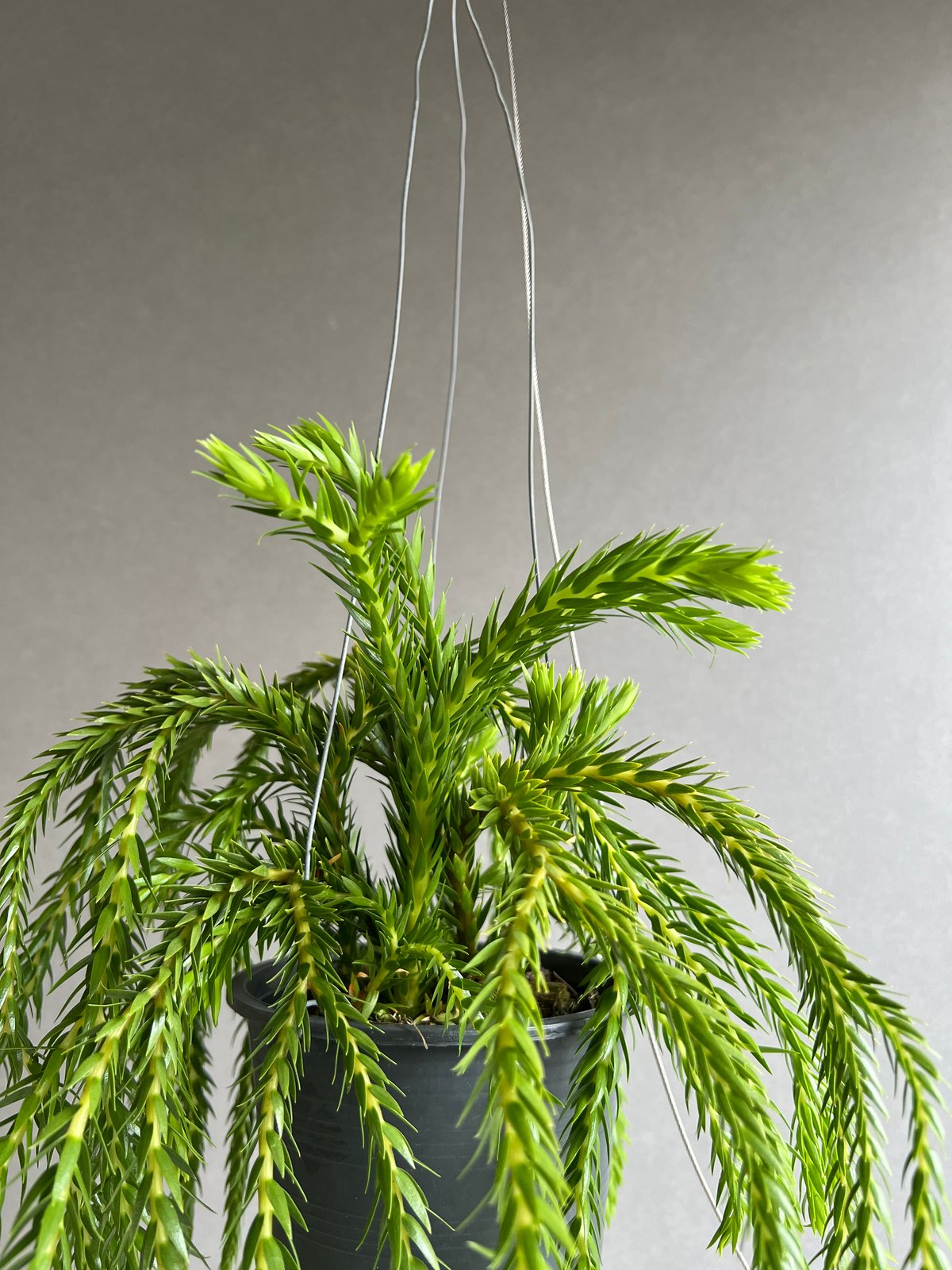 逆さポット植えです！フペルジア『phlegmaria』3番 逆さポット植えです！フペルジア『phlegmaria』3番 | Planet