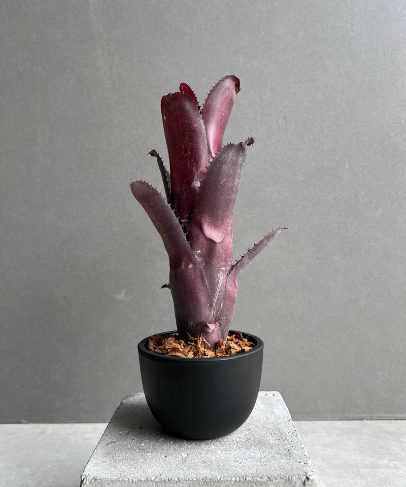 ビルベルギア オーバージーン 「Billbergia Aubergine」19C | SHOU
