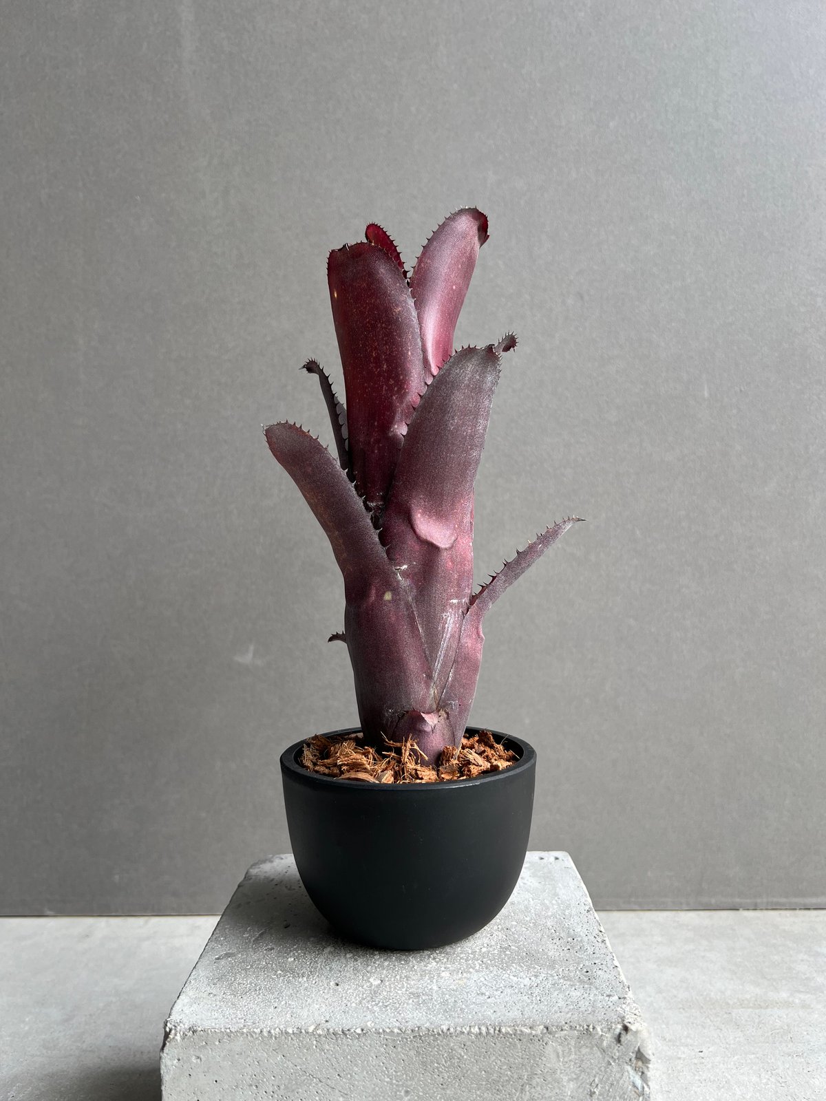 ビルベルギア オーバー ザ ムーン Billbergia 子株 ビルベルギア
