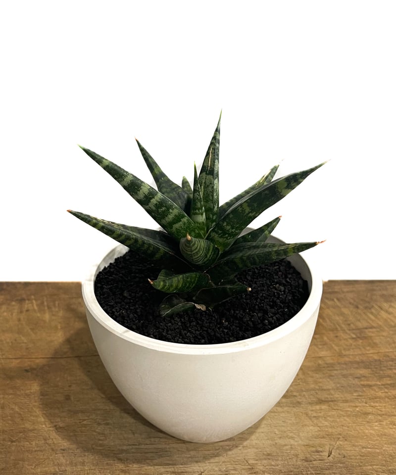 サンセベリア ブラック ダイヤモンド「Sansevieria Black Diamond」15