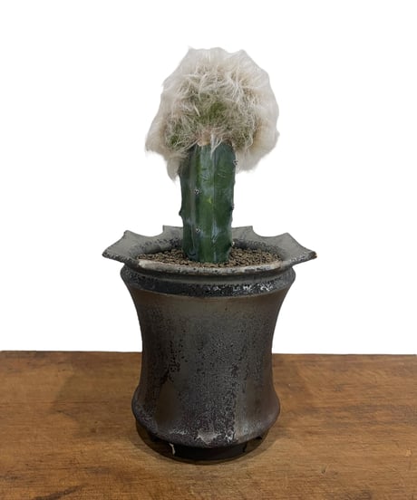 CATEGORY サボテン | SHOUCHIKUEN