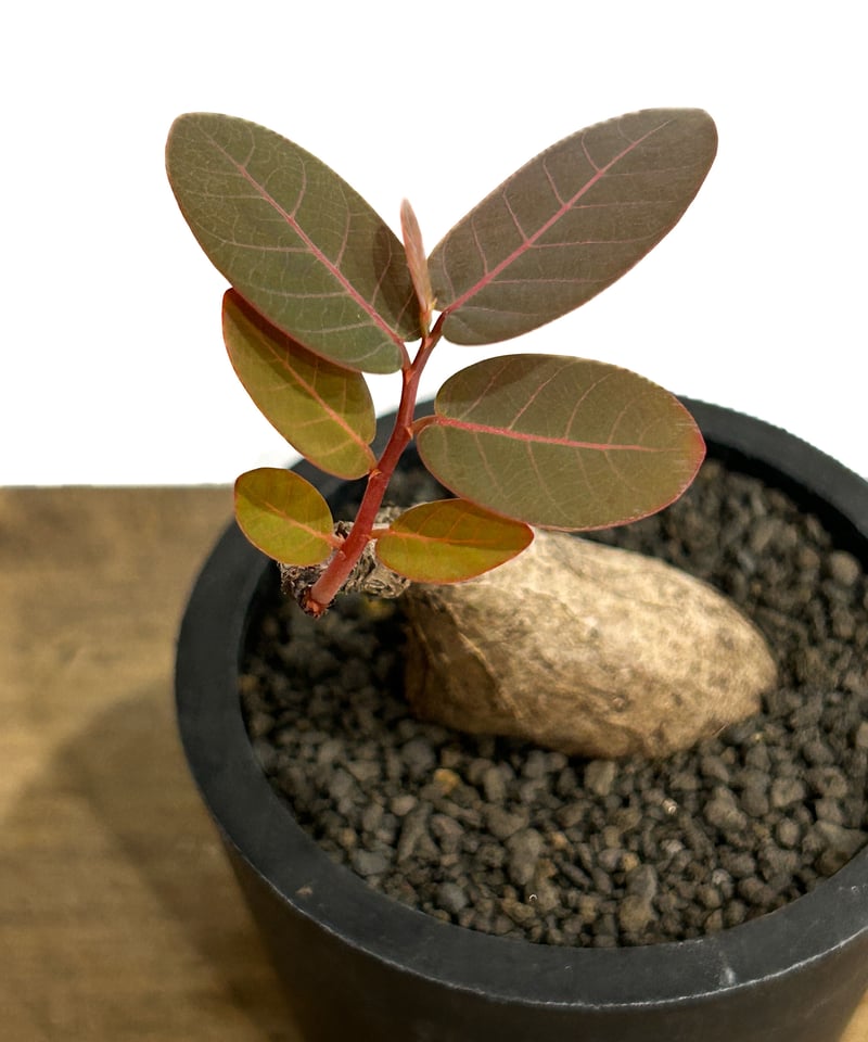 フィランサス ミラビリス「Phyllanthus mirabilis」7/20-37A | S