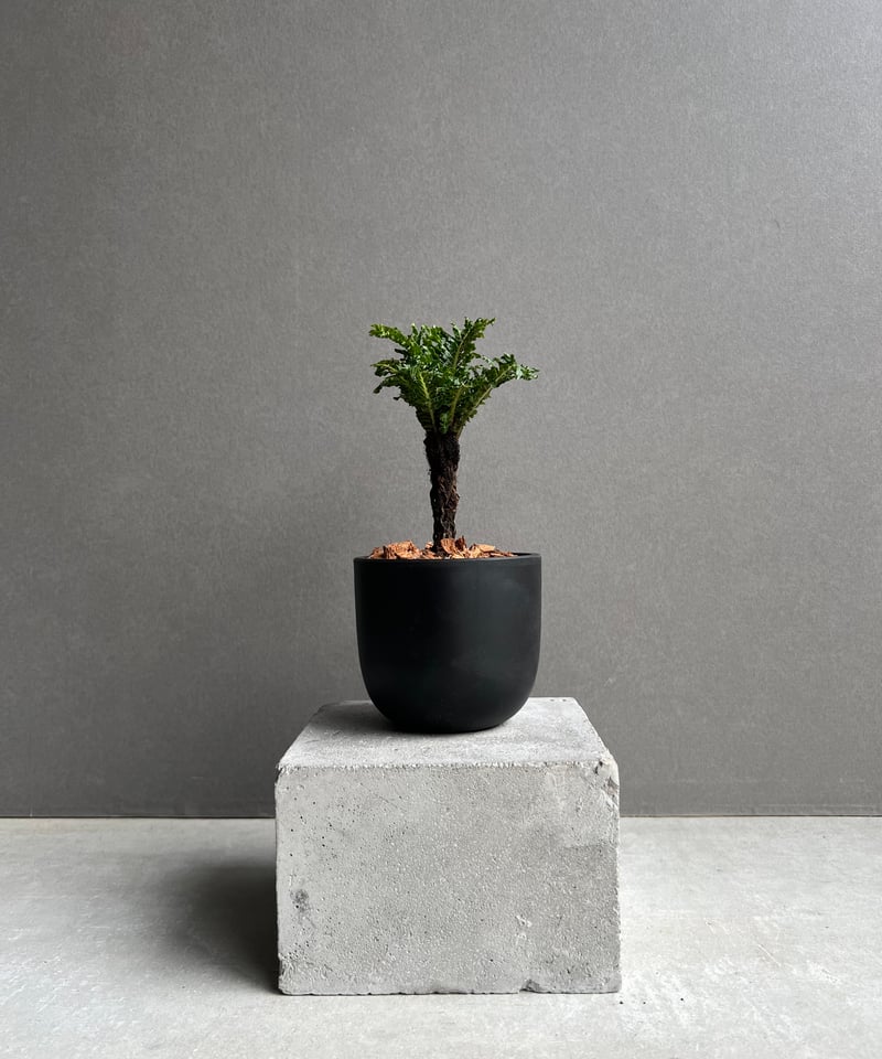 ブレクナム ギッバム ドワーフ 「Blechnum gibbum Dwarf 」78D | S