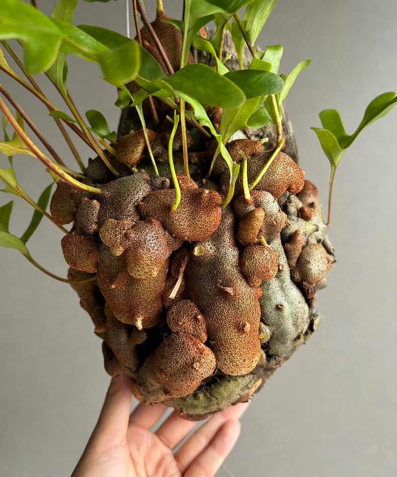 レカノプテリス クルスタセア「Lecanopteris crustacea」61J | SHO