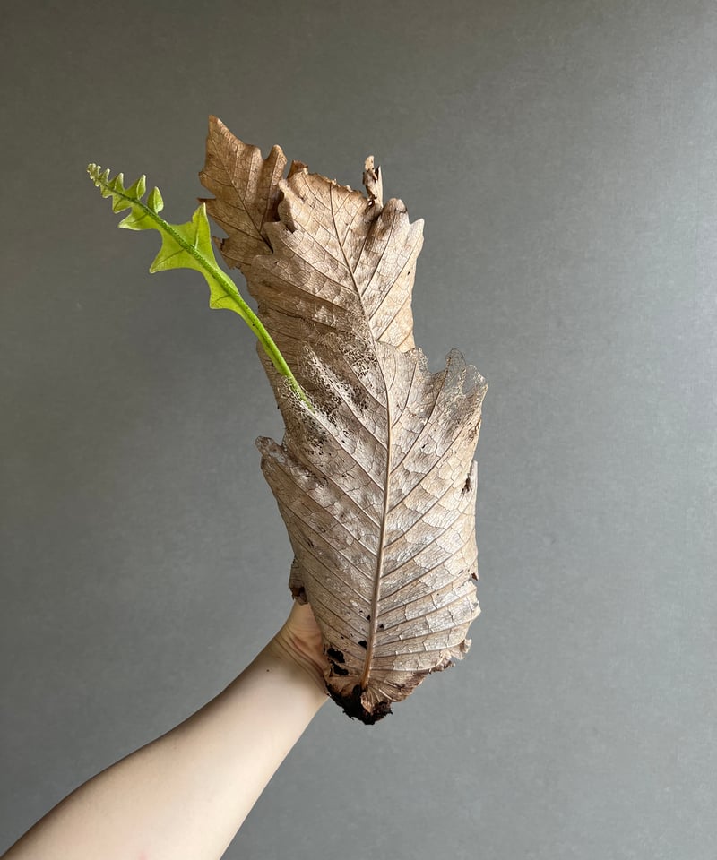 ドリナリア クエルシフォリア 「Drynaria quercifolia」24M-m | SH