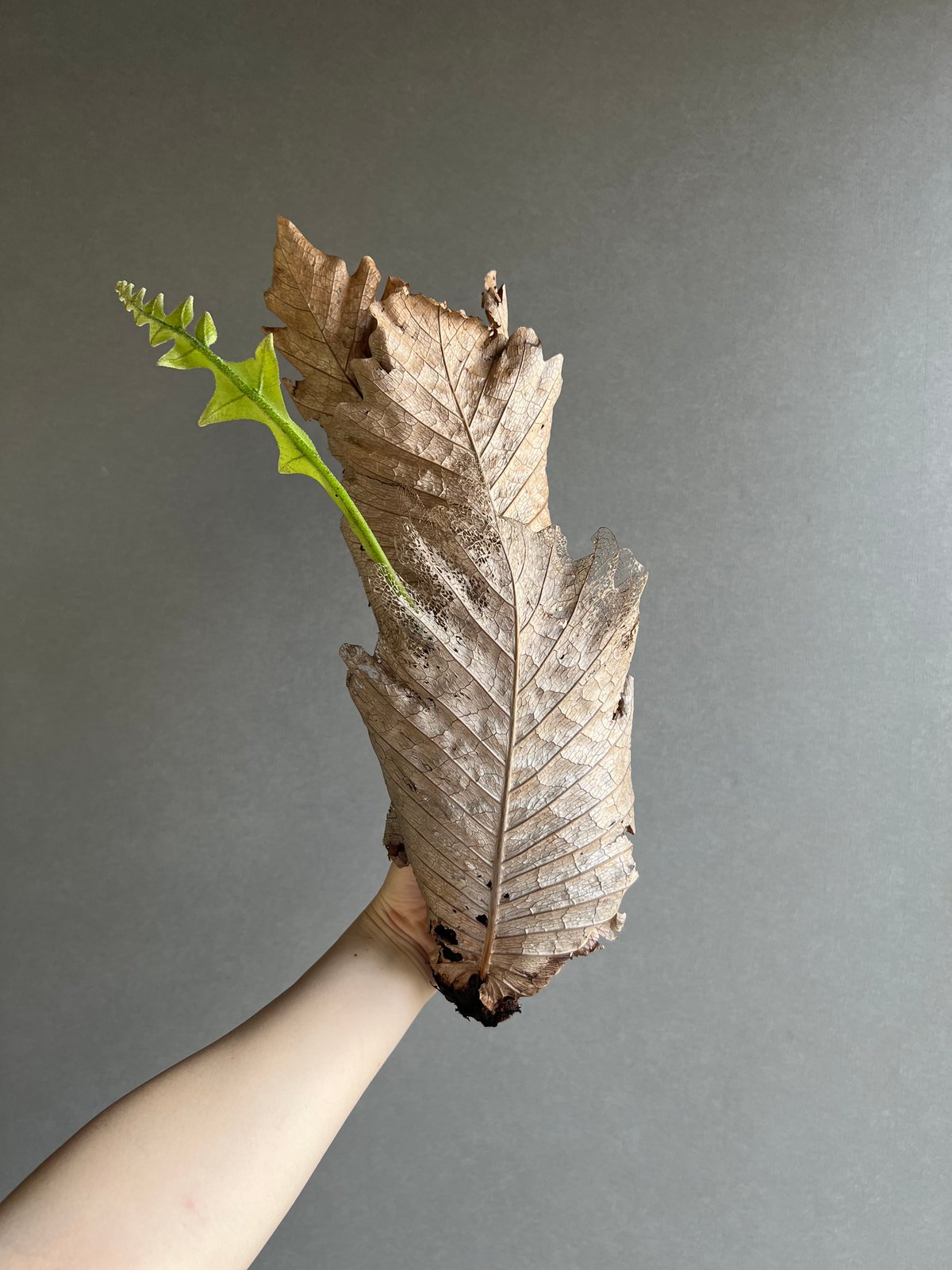 ドリナリア クエルシフォリア 「Drynaria quercifolia」24M-m | SH