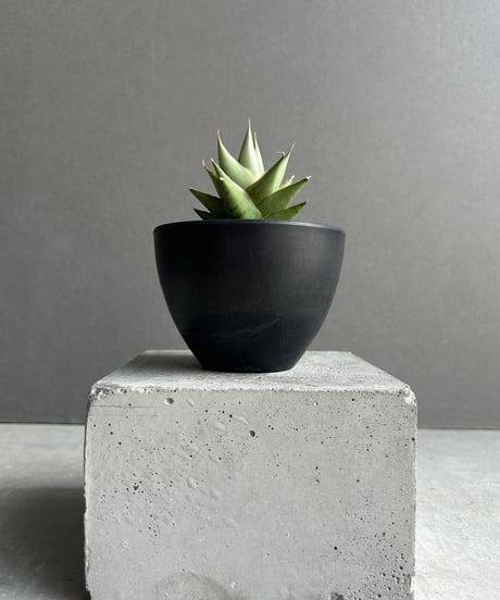 趣深く。。山採りアセビ。 CATEGORY Plants | SHOUCHIKUEN