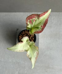 アグラオネマ サイアム ジェイド「Aglaonema Siam Jade」15F-2 | SH