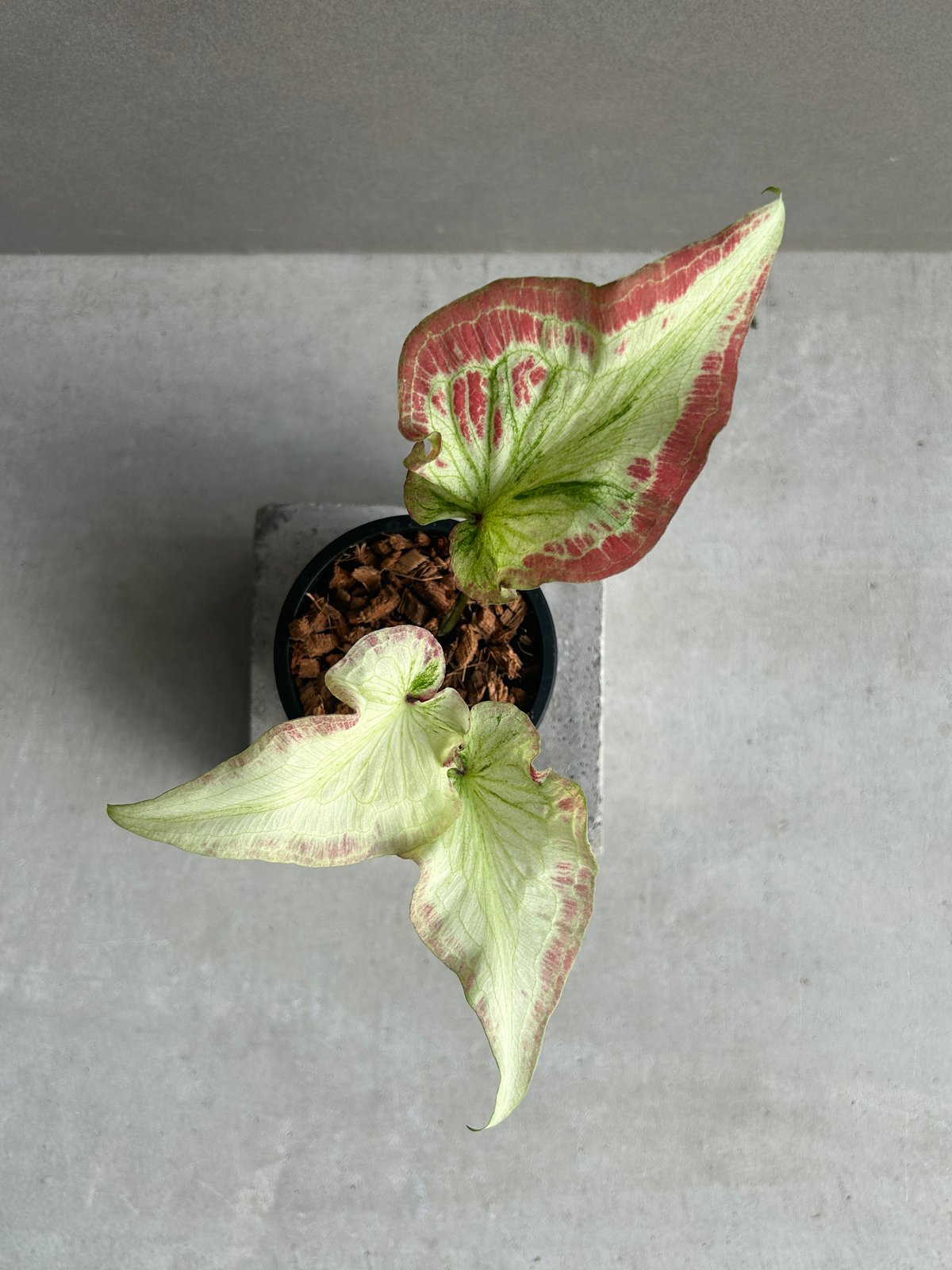 カラジューム ハイブリッド “カーラ リリー” 「Caladium Hybrid “Calla