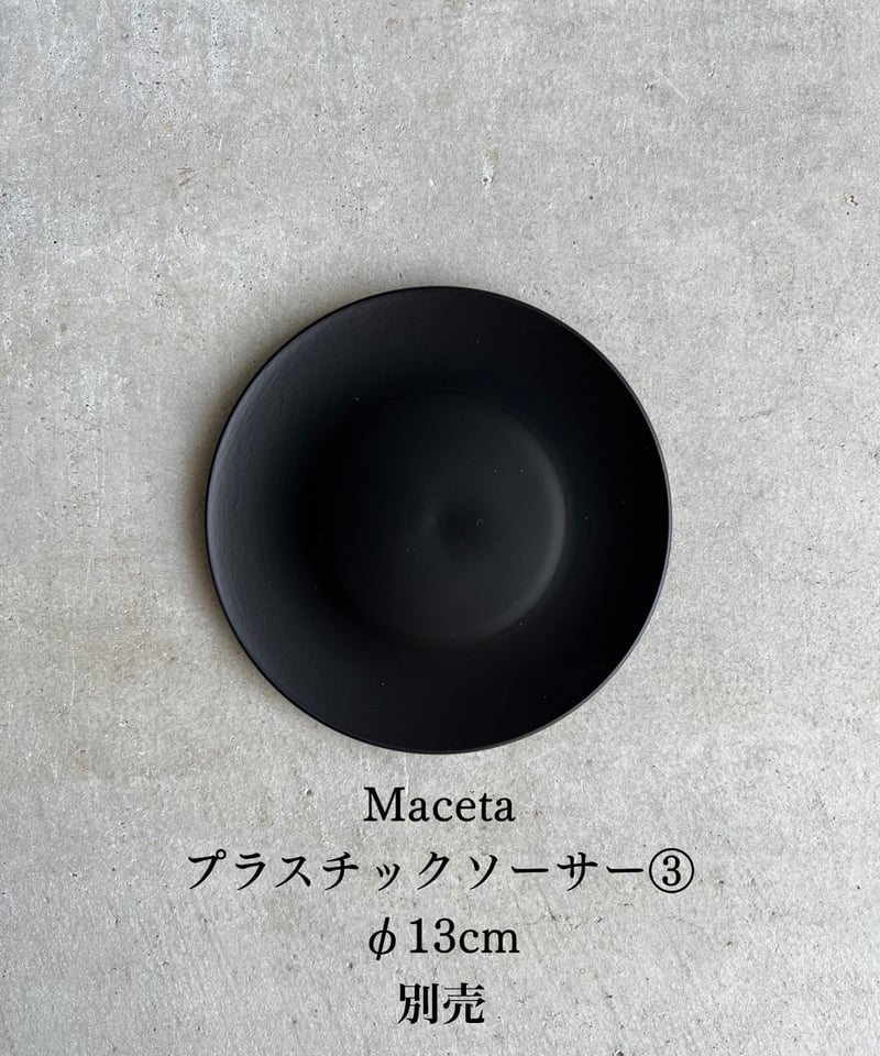 ビカクシダ ポール ホワイター(子株)「Platycerium Paul Whiter (pu