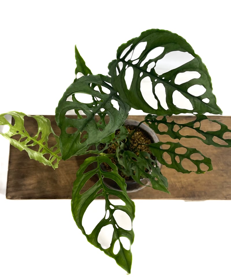 モンステラ オブリクア ペルー+YON-HACHI「Monstera obliqua Peru