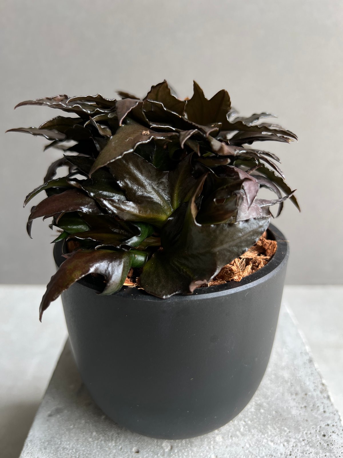 ユーフォルビア フランコイシー “エスプレッソ”「 Euphorbia