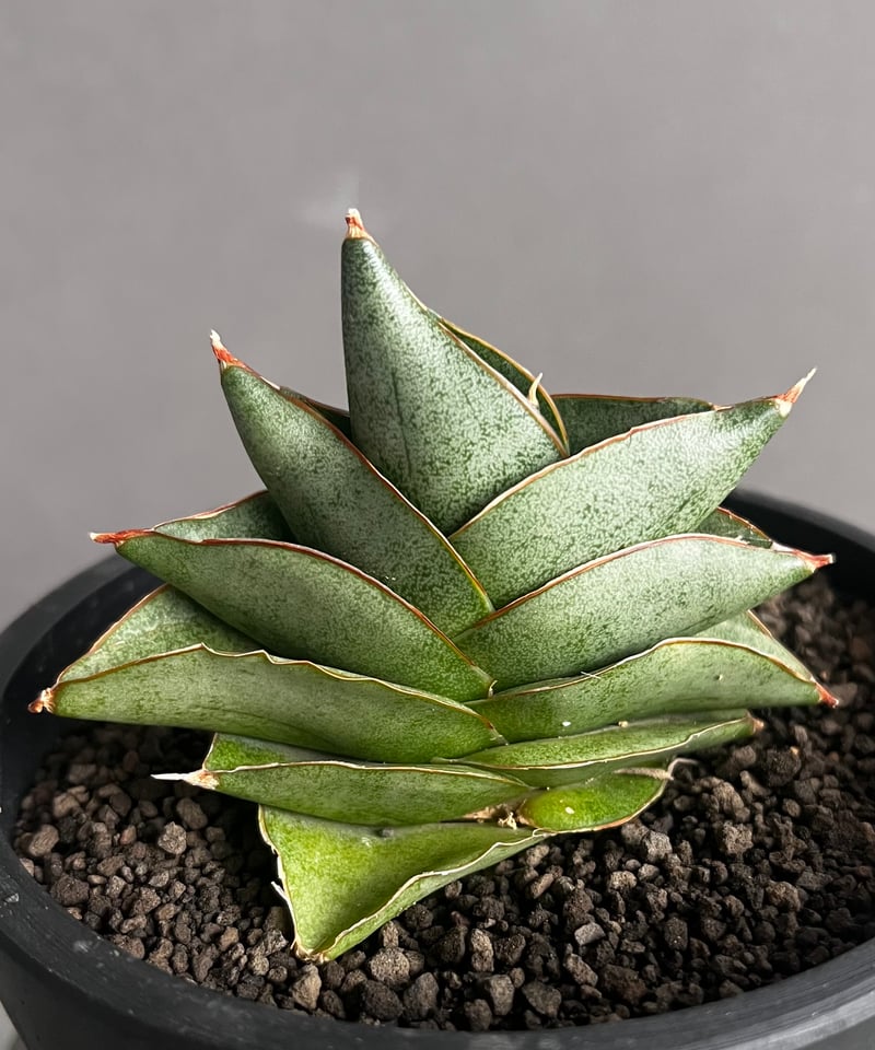 サンスベリア フローズンスローン 子株 サンセベリア