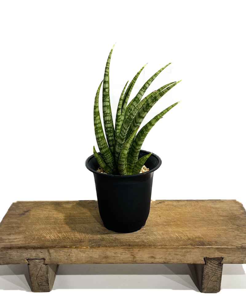 サンセベリア アンヤマニーズ クロー「 Sansevieria Unyamanee's Cla