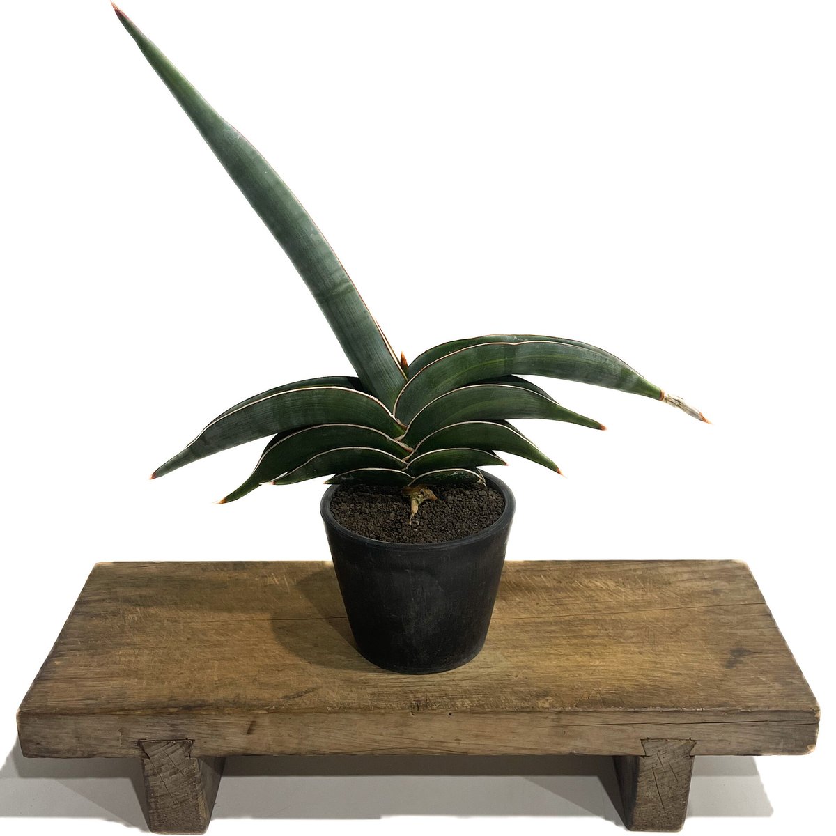 M*O様 ＊Sansevieria Rorida＊サンスベリアロリダ＊斑入り＊ サンセベリア ロリダ 斑入り「Sansevieria rorida Var.」6/14-771