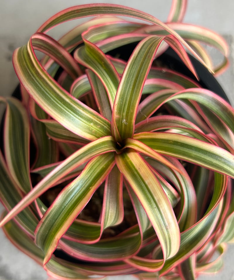 スプモーニさま専用　ドラセナ　キュンティ スプモーニさま専用 ドラセナ キュンティ